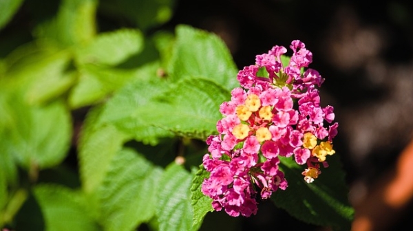 十日谈 | 再见骆祥健