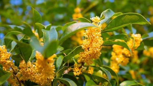 稻花香里桂花香