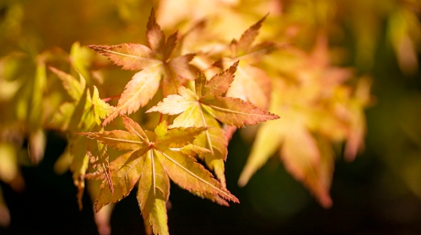 胡晓军：学生“越教越小”的大学老师