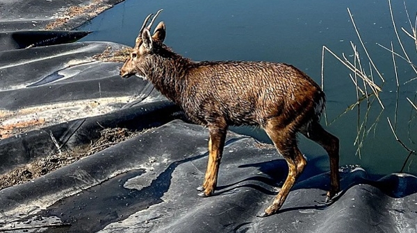 可爱梅花鹿“闯”进工业园区 目前已被上海动物园收容救助