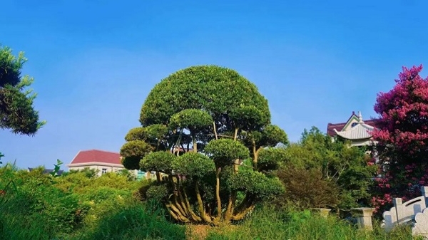 百年黄杨树身价百万，10万平方米“花棚”年产8200万元！崇明的“花漾小镇”有“颜”“值”