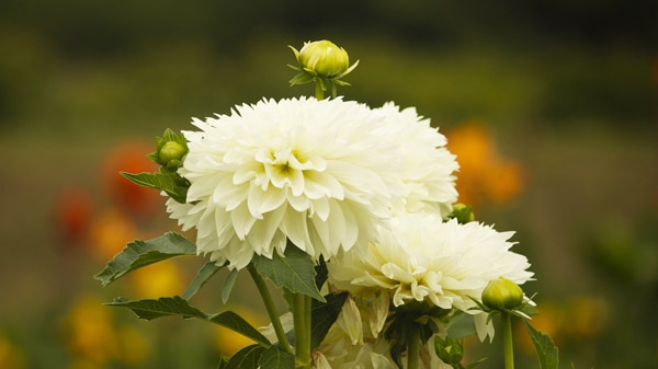 十日谈｜荣誉墙的背后