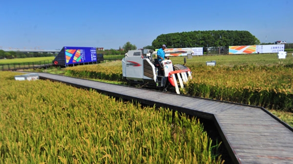 遛娃家长看过来 上海推出20条乡村振兴亲子游线路