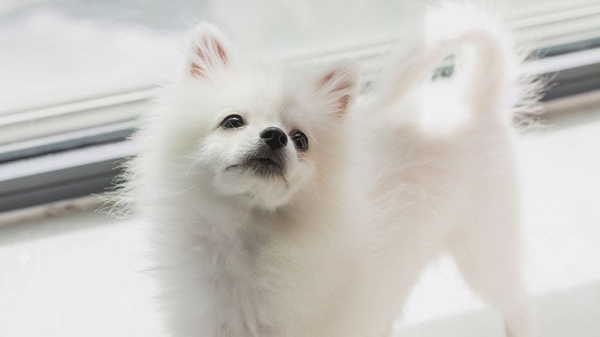 童自荣：我和三条狗狗的故事