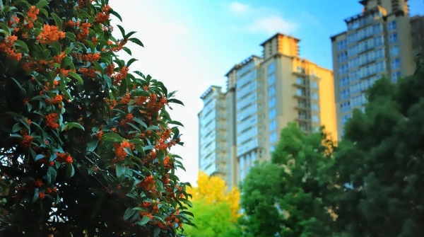 桂花香甜醉人！来长宁这些地方深呼吸吧