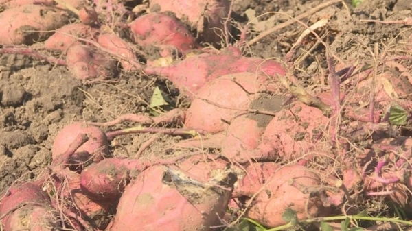 寻找乡间秋日美味！挖红薯烤红薯去