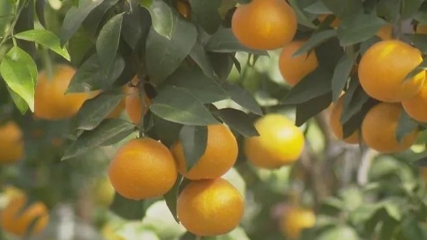 沪郊青年精心培育三年的柑橘“爱马仕”快上市了！