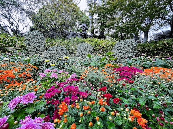 22苏州园林金秋菊展精彩启幕 最佳观赏期为11月5日至11月日 手机新民网