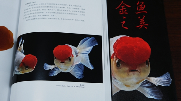 17年拍摄3000多张金鱼美照 上海海洋大学教师实力演绎水族之美