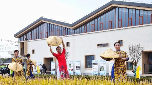 丰收啦！金山首个稻米产业化联合体带动农民喜增收
