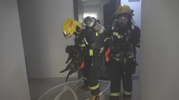 居民家中灶台起火 消防队员上门处置还救出两只“喵星人”