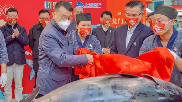 上海市民有口福！重达95公斤的蓝鳍金枪鱼“游”上小年夜餐桌