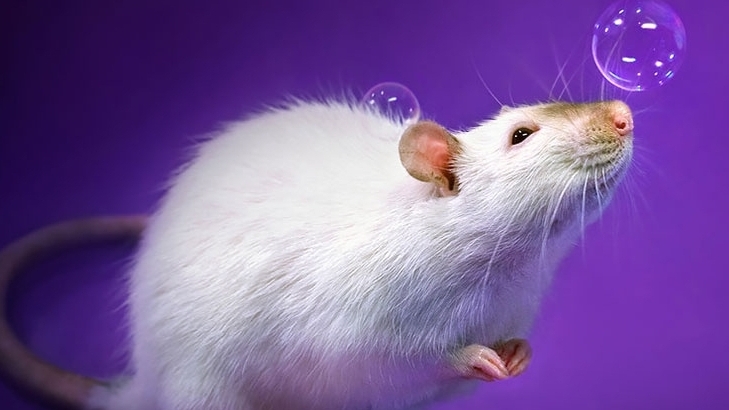 新年看非遗文化表演“鼠戏”（刊2023年2月5日新民晚报）