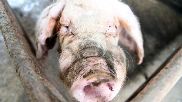 寻访上海四大名猪②｜全国唯一白色地方种，浦东白猪还吃得到吗？