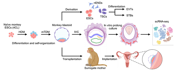 申城科研团队利用干细胞创造人工“猴胚胎”获重大进展