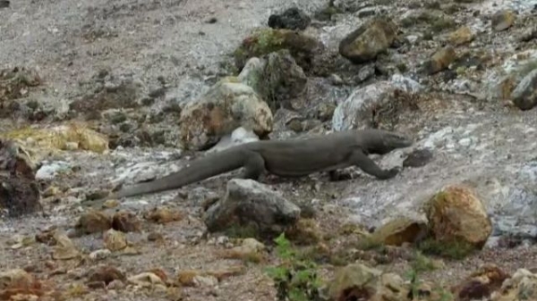 西班牙一动物园成功孵化濒临灭绝的科莫多巨蜥