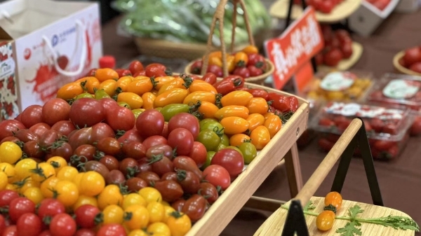 小番茄竟也有“彩虹色”， 2023年上海地产优质番茄（小果型）品鉴评优和展示活动举办