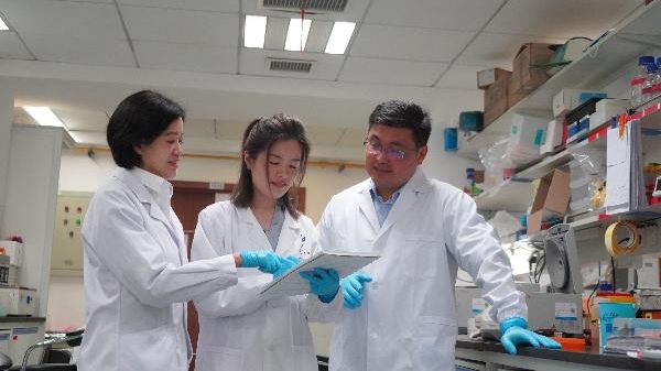 越柔软越坚强！上海科学家发现柔性是人体“免疫部队”发挥作用的关键