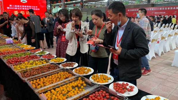 “71种番茄，一次性都能吃到！”第三届嘉定黄渡番茄文化节举办