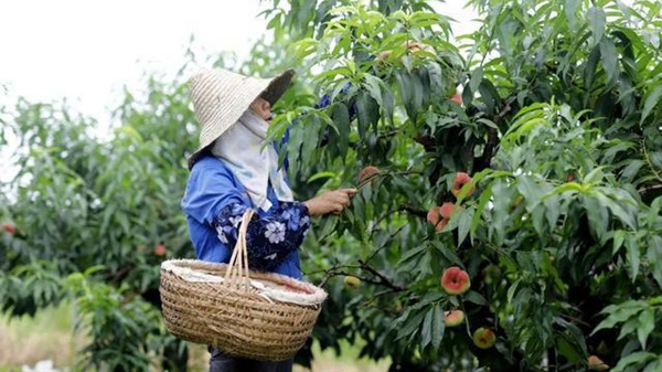 上海首次！金山蟠桃复合栽培系统入选中国重要农业文化遗产