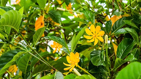 黄栀子花_夜读_新民网