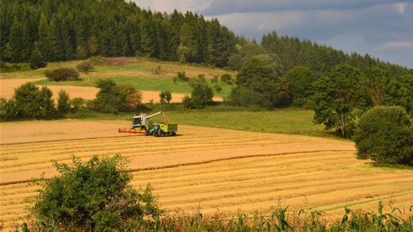 干旱气候影响农业 德国今年粮食收成低于预期