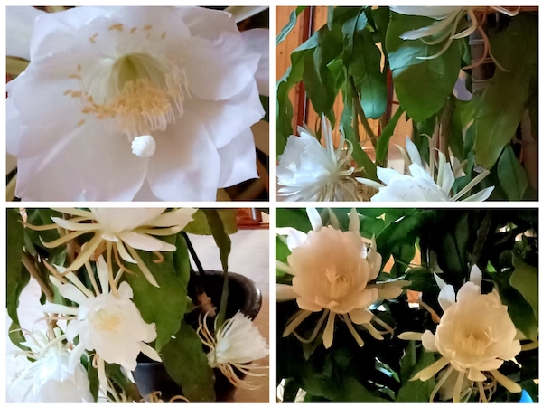 嘉定一农家,月开昙花60朵_上海滩_新民网