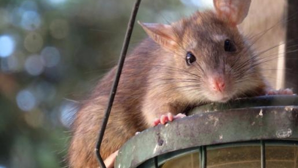 高温导致老鼠急速繁殖，欧洲专家提出防鼠新思路