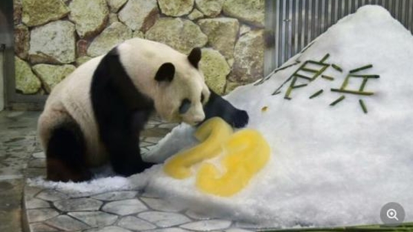 旅日大熊猫“良浜”庆祝23岁生日