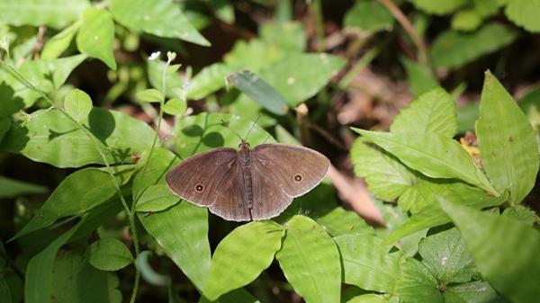 阿拉会失去这只“上海蝴蝶”吗？专家呼吁保护面临生存困境的上海眉眼蝶
