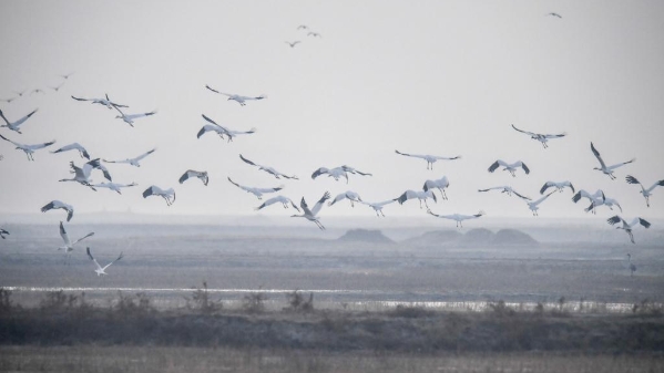 中俄“生态接力”守护候鸟迁徙通道