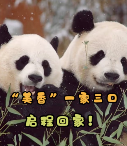 深视频｜旅美大熊猫“美香”一家三口启程回国