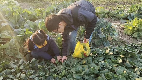 菜园里有小幸福，宝山罗泾镇共享志愿服务系列之共享菜园反响热烈