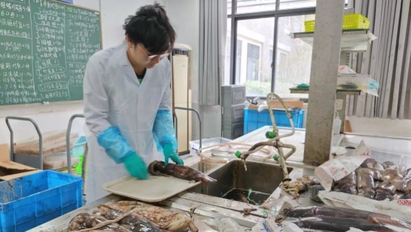 上海海洋大学科研团队最新成果：自主休渔制度合理 鱿鱼种群结构明显改善