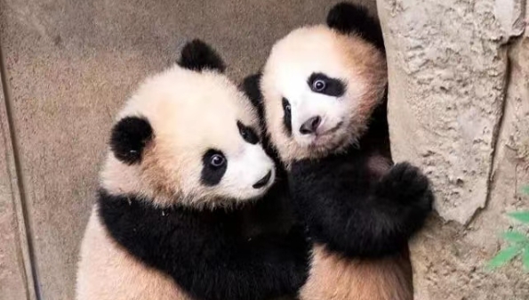 深视频 | 超萌友好使者！在韩诞生的双胞胎大熊猫今日出道