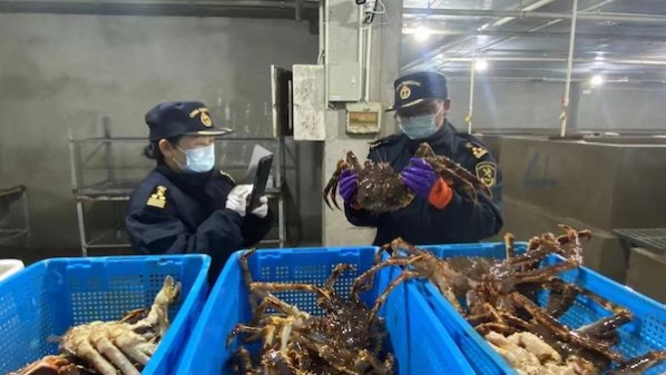重磅“年货”来了！俄罗斯活蟹高效通关