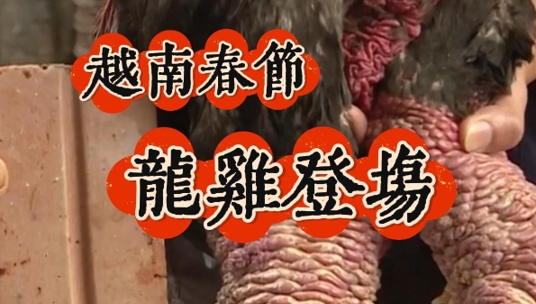 深视频 | 这个龙年春节，越南流行吃龙鸡