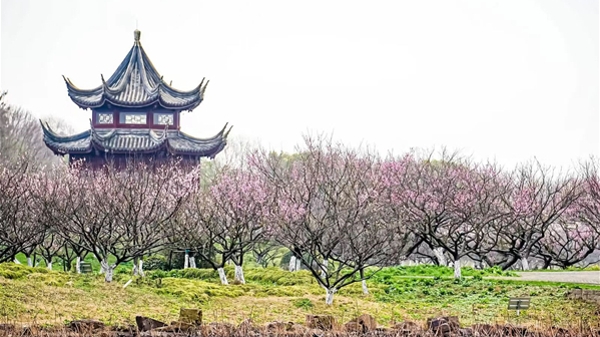 市民踏青又有好去处，沪上最大梅园迎春怒放