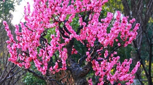 梅花进入最佳观赏期，快来这里看看吧……
