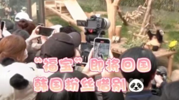 深视频 | 大熊猫“福宝”即将回国，韩国粉丝排长队惜别