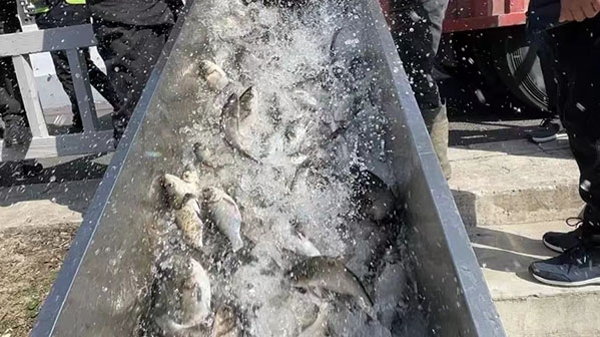 闵行区举行2024年春季水生生物增殖放流活动