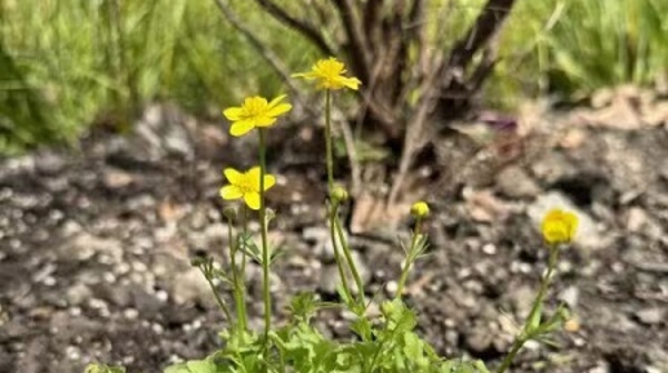 30余种原生“土著”植物首次种植 和平公园“漫野园”改造后重新亮相