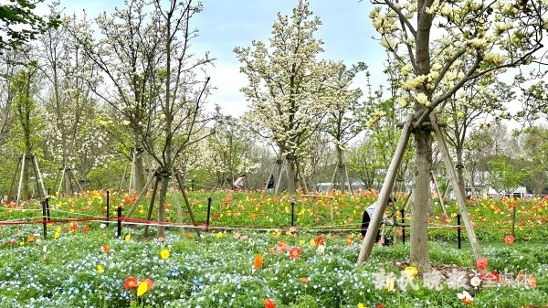 世纪公园“春季花之旅”已开启，小长假还有美食和运动“加持”