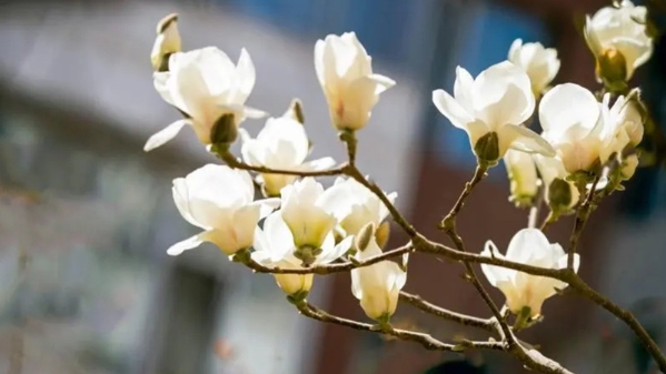 十日谈 | 玉蝶扑窗缘春风