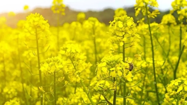 十日谈 | 独爱黄花有盛宴
