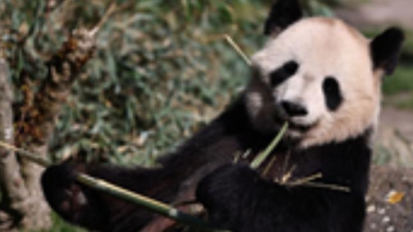 熊猫“顶流”圈粉世界