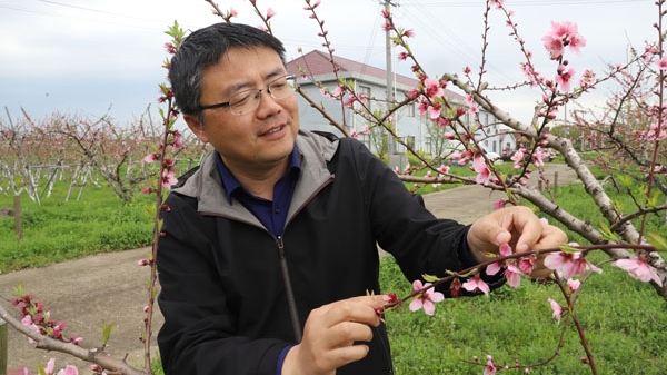 春风拂面桃花开  金山桃农孙希洲的“甜蜜事业”