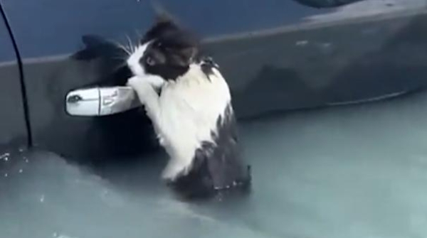 深视频 | 迪拜暴雨中，小猫紧抓车门把手得救