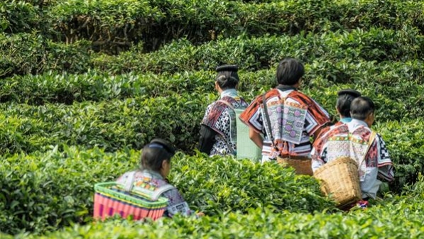 新茶饮文旅线路攻略发布，为传统茶产业注入年轻元素