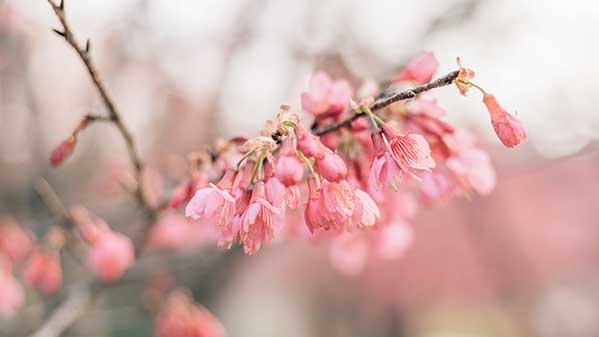 十日谈｜詹咏：三十多年后的第二次相聚